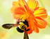 海南蜂花粉系列